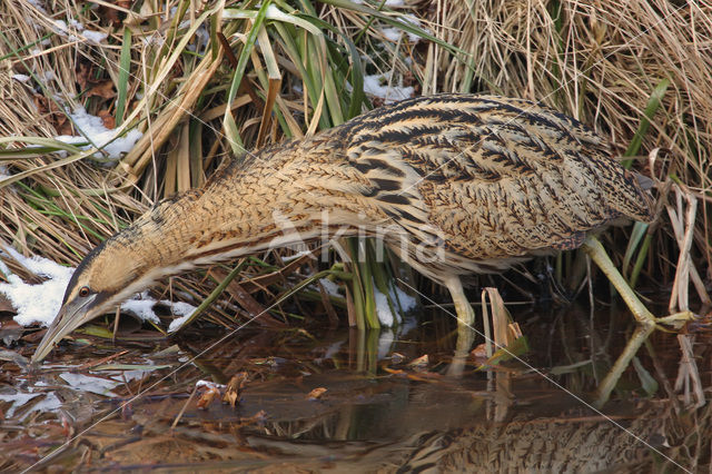 Roerdomp (Botaurus stellaris)