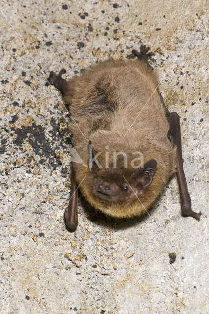 Ruige dwergvleermuis (Pipistrellus nathusii)