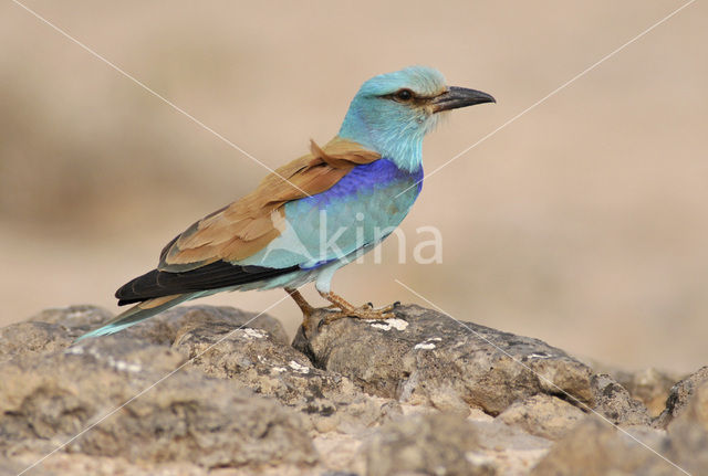 Scharrelaar (Coracias garrulus)