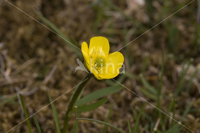 Sneeuwboterbloem (Ranunculus nivalis)