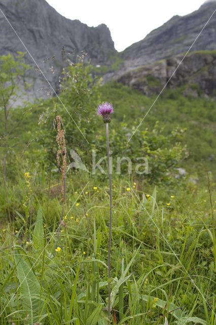 Spaanse ruiter (Cirsium dissectum)