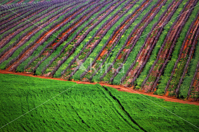 Stellenbosch