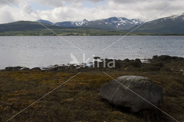 Straumsfjorden