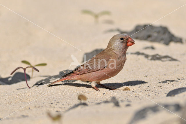 Vale Woestijnvink (Rhodospiza obsoleta)