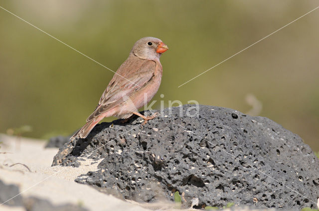 Vale Woestijnvink (Rhodospiza obsoleta)