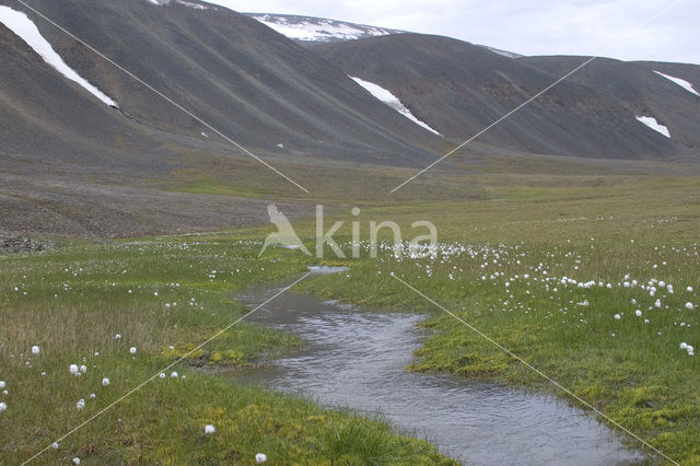 Veenpluis (Eriophorum angustifolium)