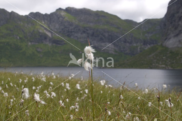 Veenpluis (Eriophorum angustifolium)