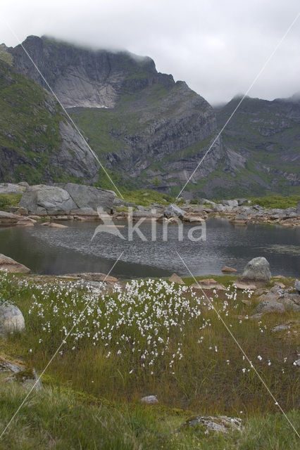 Veenpluis (Eriophorum angustifolium)