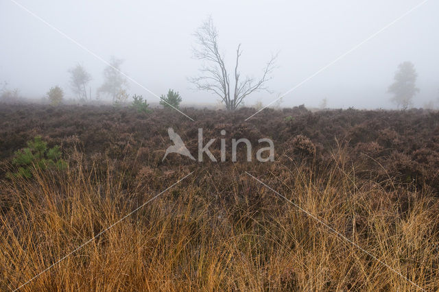 Veluwe