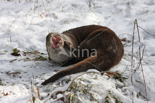 Visotter