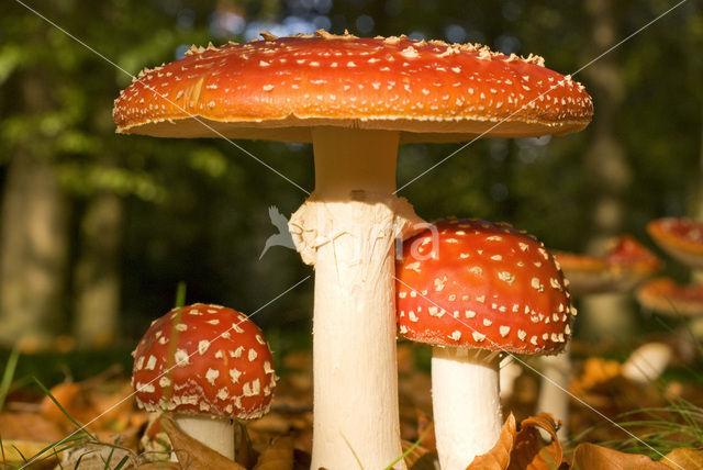 Vliegenzwam (Amanita muscaria)