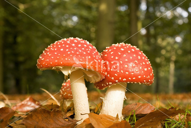 Vliegenzwam (Amanita muscaria)