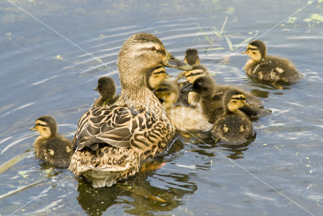 Wilde Eend (Anas platyrhynchos)