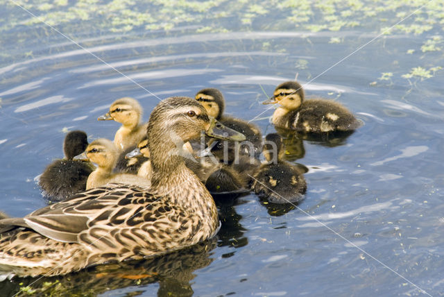 Wilde Eend (Anas platyrhynchos)