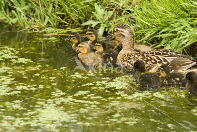 Wilde Eend (Anas platyrhynchos)