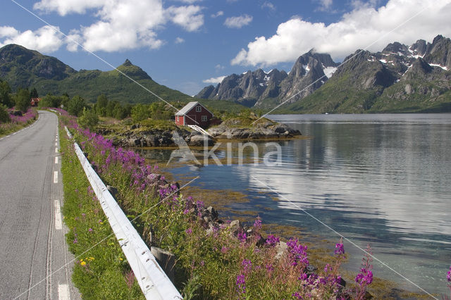 Wilgeroosje (Chamerion angustifolium)