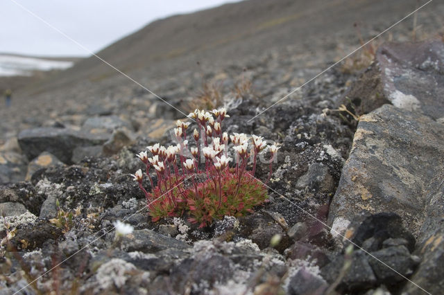 Zode Steenbreek (Saxifraga caespitosa)