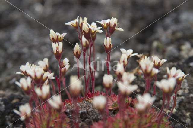 Zode Steenbreek (Saxifraga caespitosa)