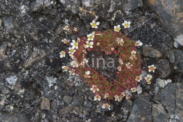 Zode Steenbreek (Saxifraga caespitosa)