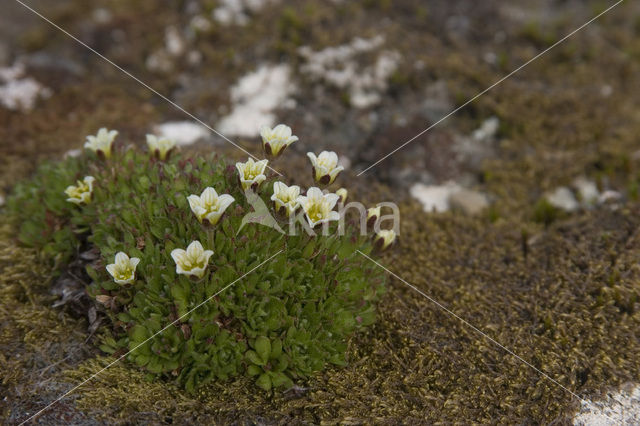 Zode Steenbreek (Saxifraga caespitosa)