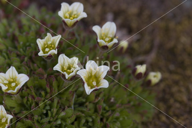 Zode Steenbreek (Saxifraga caespitosa)