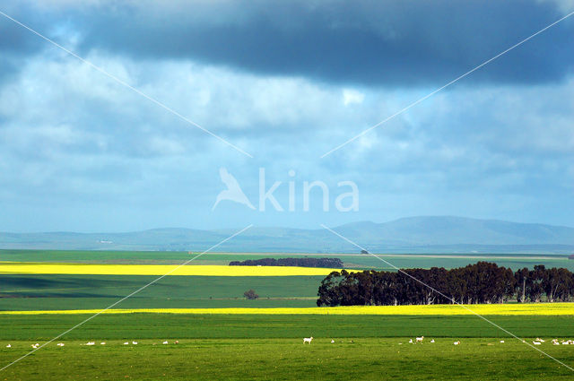 Zuid-Afrika