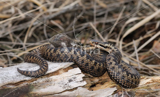 Common Viper (Vipera berus)