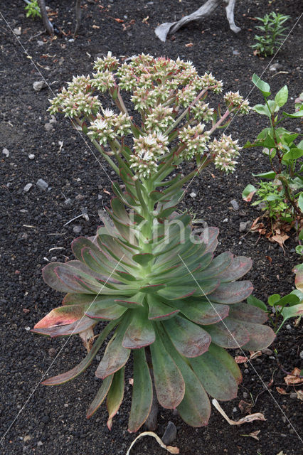 Aeonium spec