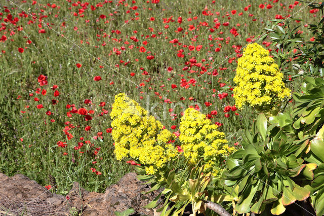 Aeonium subplanum