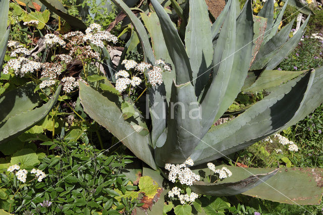 Agave (Agave spec.)