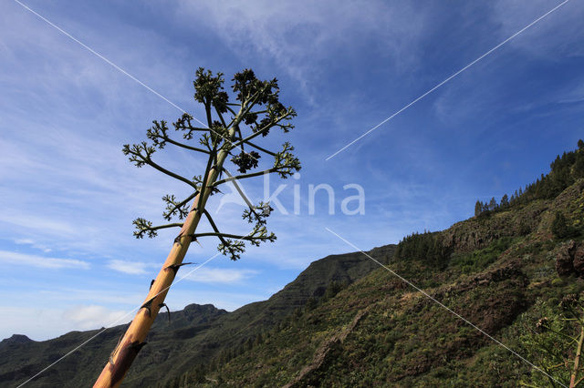 Agave (Agave spec.)