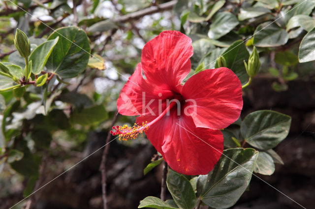 Althaeastruik (Hibiscus)