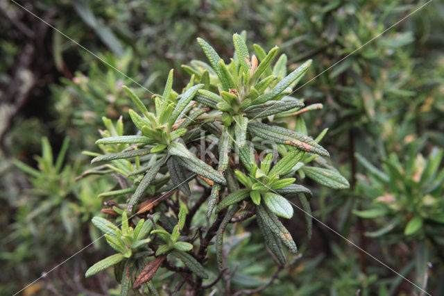 Amagante (Cistus simphytifolius)