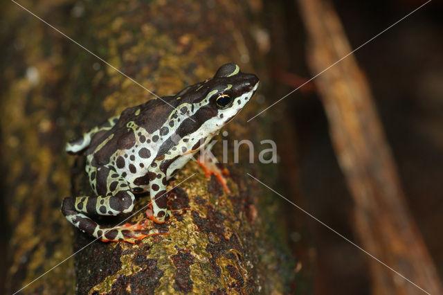 Amazon Harlequin Toad (Atelopus spumarius)