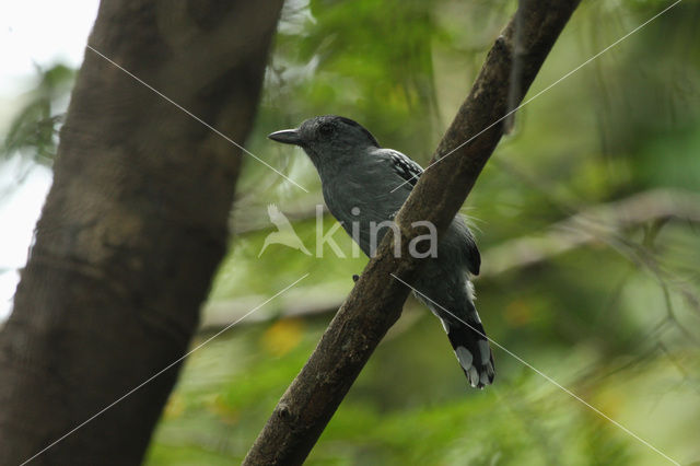 Amazonemierklauwier (Thamnophilus amazonicus)