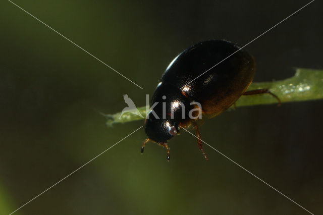 Anacaena globulus