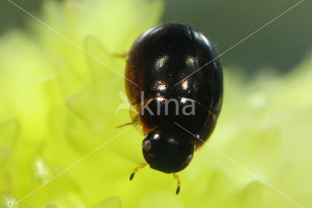 Anacaena globulus