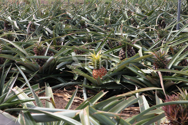 Ananas (Ananas comosus)