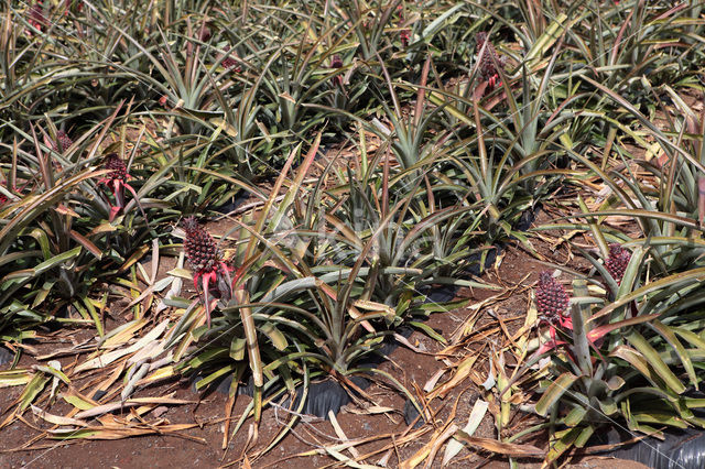 Ananas (Ananas comosus)