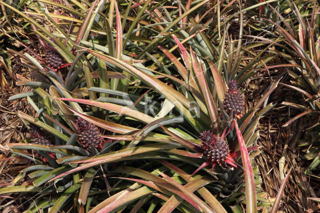 Ananas (Ananas comosus)