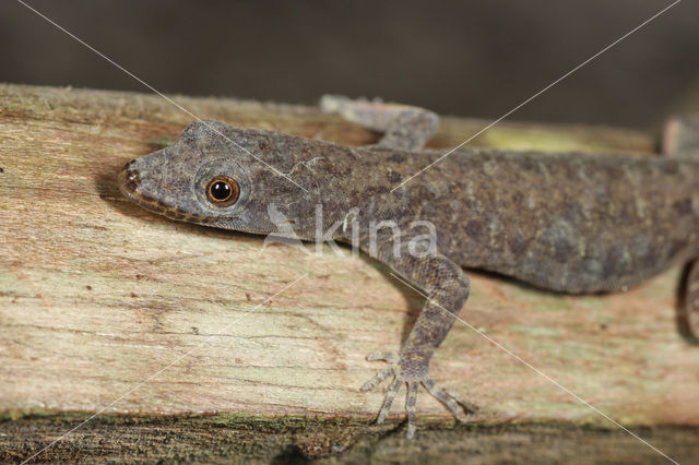 Anolis sp.