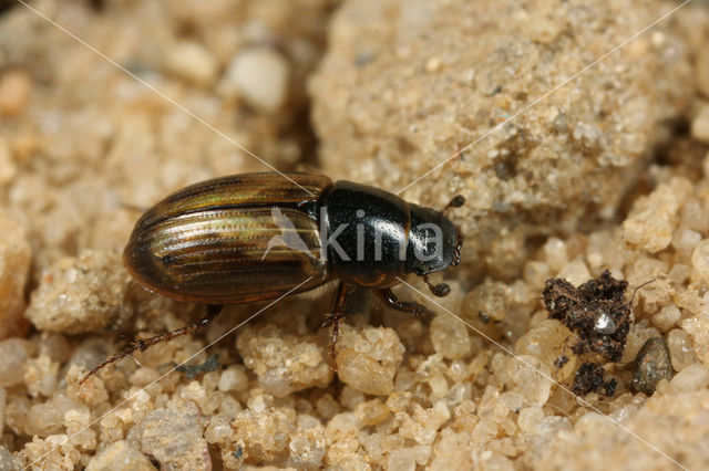 Aphodius sphacelatus