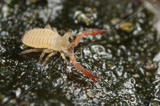 Bastaardschorpioen (Pseudoscorpiones sp.)