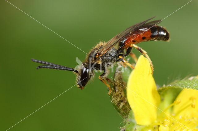 Berijpte geurgroefbij (Lasioglossum albipes)