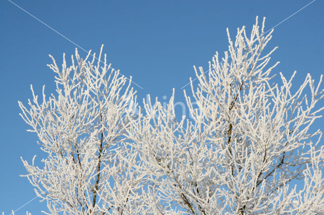 Berk (Betula)