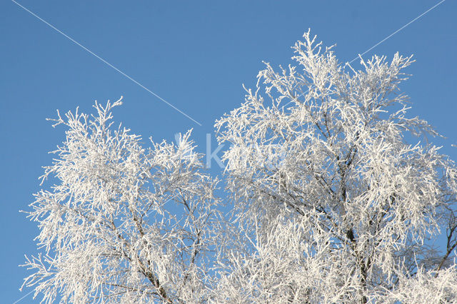 Berk (Betula)