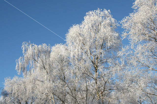 Berk (Betula)