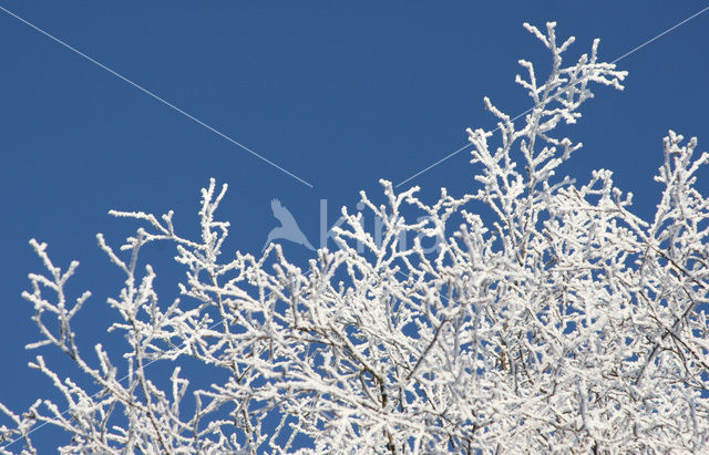 Berk (Betula)