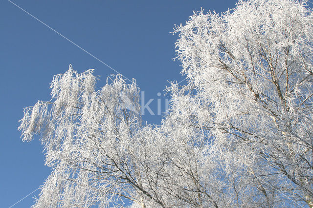 Berk (Betula)