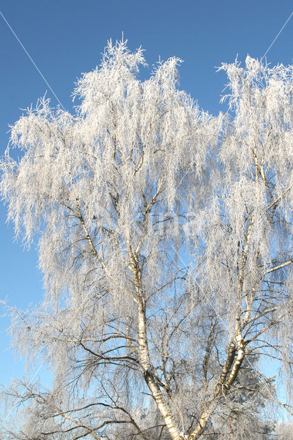 Berk (Betula)